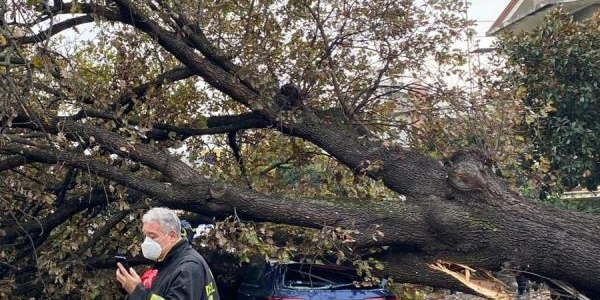 images A Rende gli alberi cadono sulle auto: un ferito 
