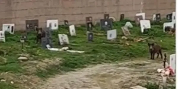 images Cinghiali invadono il cimitero di Santa Maria, Costa: "Disattenzione per i valori fondamentali della comunità"