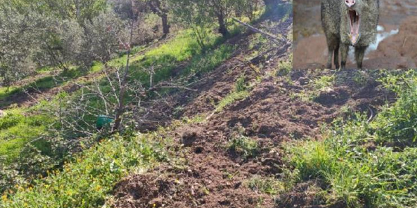 images Catanzaro. Un'orda di cinghiali minaccia alcuni proprietari: "Danni continui. Sono arrivati sulla terrazza di casa" 