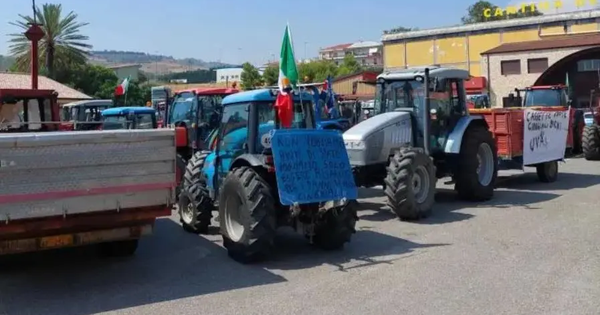 images Emergenza cinghiali, il Comune di Lamezia vicino agli agricoltori che protestano a Cosenza 