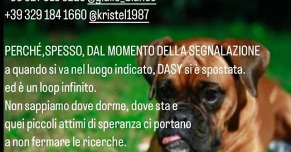 A Catanzaro ancora nessuna notizia di Daisy, la cagnolina smarrita a Cavita images A Catanzaro ancora nessuna notizia di Daisy, la cagnolina smarrita a Cavita