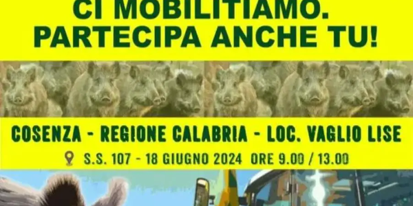 images Basta cinghiali e fauna selvatica incontrollata: per Coldiretti Calabria dal 18 giugno sarà mobilitazione ad oltranza
