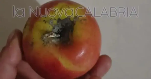 images Catanzaro, frutta ammuffita nella mensa di un asilo: esplode la rabbia dei genitori