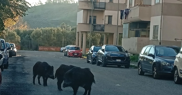 Catanzaro, cinghiali in pieno giorno nel quartiere Pistoia: cresce la preoccupazione tra i residenti images Catanzaro, cinghiali in pieno giorno nel quartiere Pistoia: cresce la preoccupazione tra i residenti