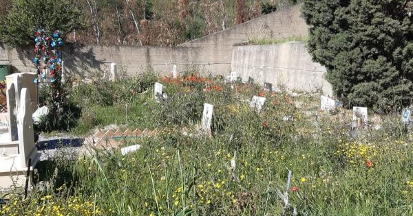 Levato (Catanzaro con Abramo): "Al cimitero di Santa Maria diserbo a macchia di leopardo" images Levato (Catanzaro con Abramo): "Al cimitero di Santa Maria diserbo a macchia di leopardo"