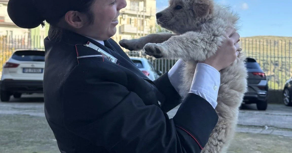 Petilia Policastro, i carabinieri salvano una cagnolina in grave pericolo di vita images Petilia Policastro, i carabinieri salvano una cagnolina in grave pericolo di vita