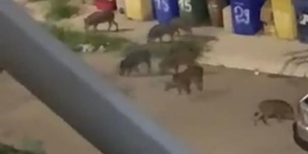 images Emergenza cinghiali, l'assessore Casalinuovo scrive a Occhiuto: "Situazione grave e preoccupante a Catanzaro"