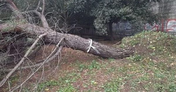 images Maltempo a Catanzaro, caduto un grande albero in Viale De Filippis