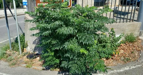 Disagi nel quartiere di Gagliano: i cittadini chiedono all’Amministrazione comunale interventi urgenti
images Disagi nel quartiere di Gagliano: i cittadini chiedono all’Amministrazione comunale interventi urgenti