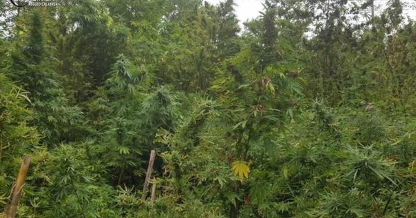 images Nuovo Cinema Pugliese, altri Dvd donati dall’associazione Universo minori