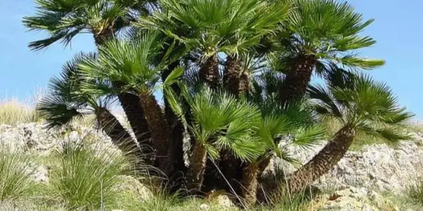 images La riflessione di Lanciano (Università delle Generazioni): "Facciamo rifiorire Badolato"