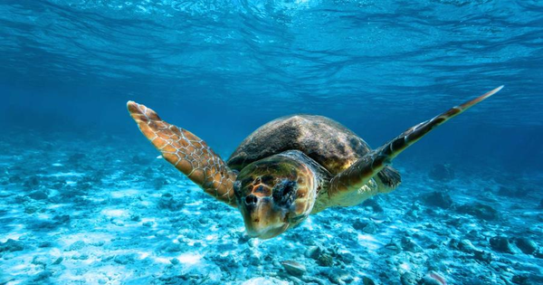 images Tartaruga Caretta Caretta deposita le uova tra i bagnanti nel Catanzarese