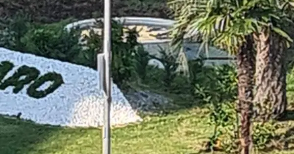 images Cinghiali per strada vicino al ponte Morandi 