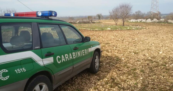 images Tagliavano un bosco di felci rare: denunciati in due dalla Forestale di Spilinga