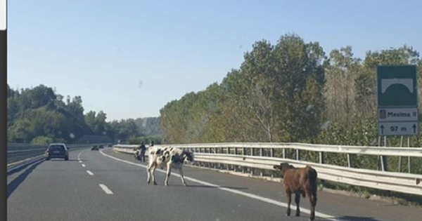 images Proseguono a Spadola i festeggiamenti per il patrono San Nicola