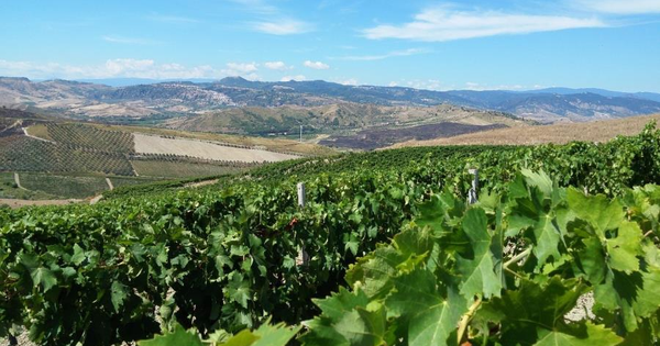 Approvati dalla Regione 41 progetti per ristrutturare e riconvertire i vigneti images Approvati dalla Regione 41 progetti per ristrutturare e riconvertire i vigneti