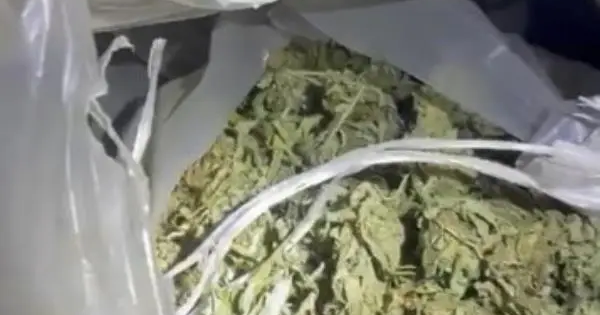 images Reggio Calabria, scovati oltre 15 kg di marijuana: ecco dove si nascondeva il bottino "verde"