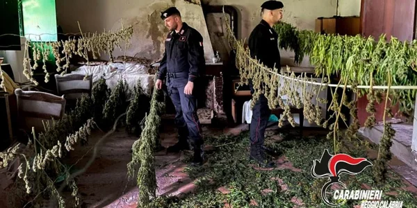 images Sequestrati nel Reggino 2 piantagioni di cannabis e oltre 30 chili di droga pronta per la vendita 