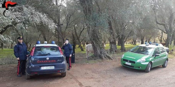 images Sanzioni per circa 17 mila euro in una azienda zootecnica di Taurianova: giro di vite dei carabinieri contro la macellazione clandestina dei bovini