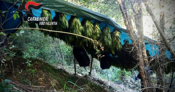 images Scoperto essiccatoio di canapa indiana a Fabrizia