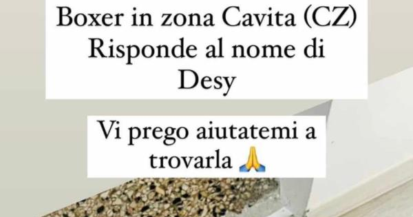 images Catanzaro, smarrita a Cavita una cagnolina boxer