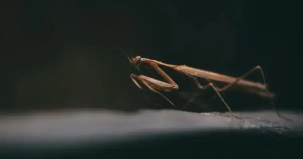 Alimenti con farine d'insetti, dal 24 gennaio vendita in tutta Europa: occhio alle etichette images Alimenti con farine d'insetti, dal 24 gennaio vendita in tutta Europa: occhio alle etichette