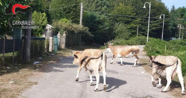 images Ritardi nelle farmacie territoriali dell'Asp di Catanzaro, I Quartieri: "Pronta denuncia in Procura per interruzione della continuità di cura"