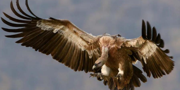 images Bracconaggio, 73 specie di volatili sequestrati nel Cosentino