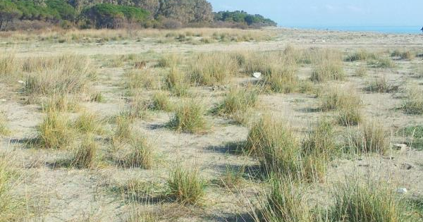 images Catanzaro, ordinanza di Fiorita a tutela della nidificazione delle tartarughe caretta caretta alle Dune di Giovino