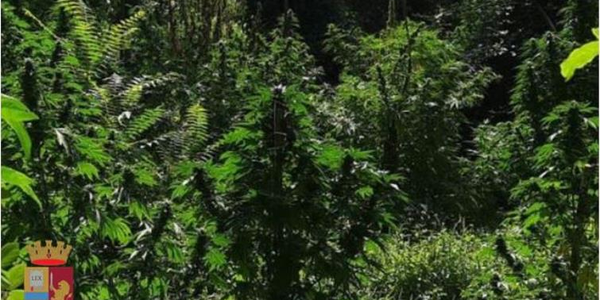 images Lamezia Terme. Scoperta piantagione di canapa: arrestati due pregiudicati