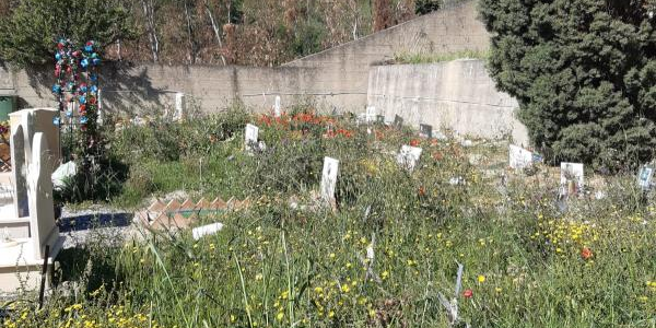 images Levato (Catanzaro con Abramo): "Al cimitero di Santa Maria diserbo a macchia di leopardo"