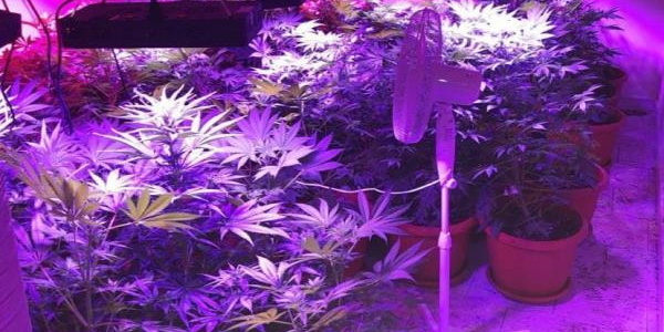 images Un 25enne trasforma un appartamento in una serra per coltivare marijuana: primo arresto dell'anno a Bianco 