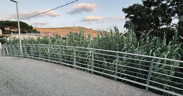 Quartiere Cava di Catanzaro, la segnalazione: “Il letto del fiume invaso dalla vegetazione è un pericolo” images Quartiere Cava di Catanzaro, la segnalazione: “Il letto del fiume invaso dalla vegetazione è un pericolo”