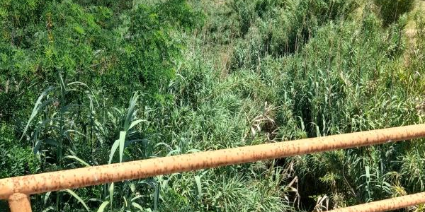 images Alveo torrente Castace, il consigliere comunale Levato: "Serve intervento straordinario"