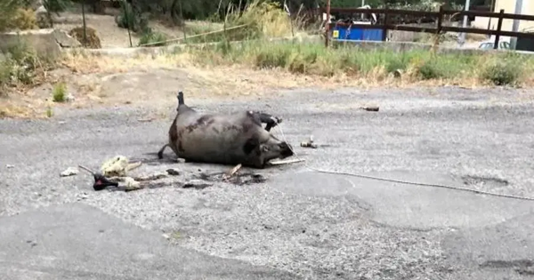 images Catanzaro, Viale Isonzo: l’uccisione di un cinghiale simbolo di degrado e abbandono