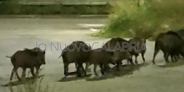 images Catanzaro, branco di cinghiali a passeggio nel quartiere Aranceto (VIDEO)