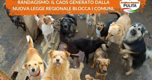 images Randagismo, per "CoriglianoRossano Pulita" il "caos generato dalla nuova legge regionale blocca i Comuni"