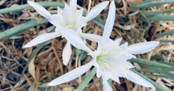 images Giovanni Puccio (Pd): "Bene la legge sul "No" ai licenziamenti dei precari della sanità" 