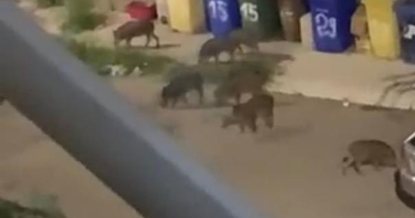 Emergenza cinghiali, l'assessore Casalinuovo scrive a Occhiuto: "Situazione grave e preoccupante a Catanzaro" images Emergenza cinghiali, l'assessore Casalinuovo scrive a Occhiuto: "Situazione grave e preoccupante a Catanzaro"