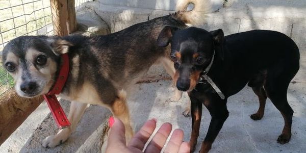 Incidente mortale a Soverato. Gara di solidarietà per adottare i due cagnolini di Sabrina images Incidente mortale a Soverato. Gara di solidarietà per adottare i due cagnolini di Sabrina