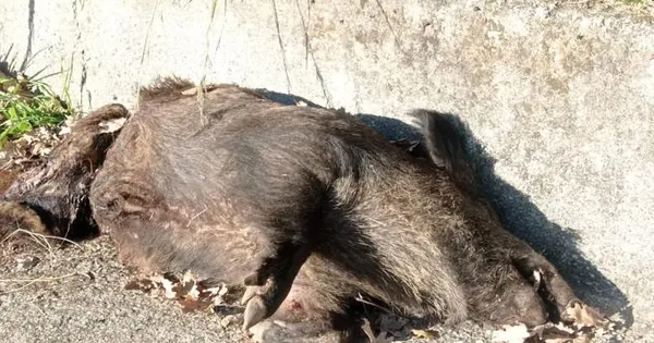 images Catanzaro, il "solito" cinghiale di via Turco non c'è più: la sua carcassa giace a bordo strada