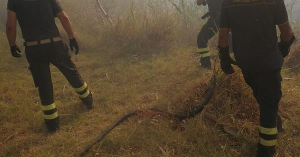 images Brucia la Calabria, oltre 170 interventi dei Vigili del Fuoco nelle ultime 24 ore